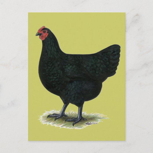Jersey Giant:  Black Hen Briefkaart (Voorkant)