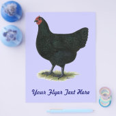 Jersey Giant: Black Hen Flyer (Enkel)
