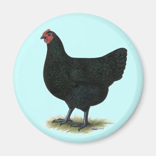 Jersey Giant: Black Hen Magneet (Voorkant)
