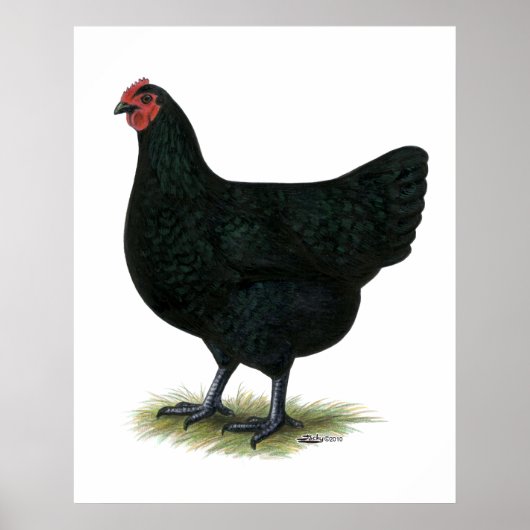 Jersey Giant: Black Hen Poster (Voorkant)