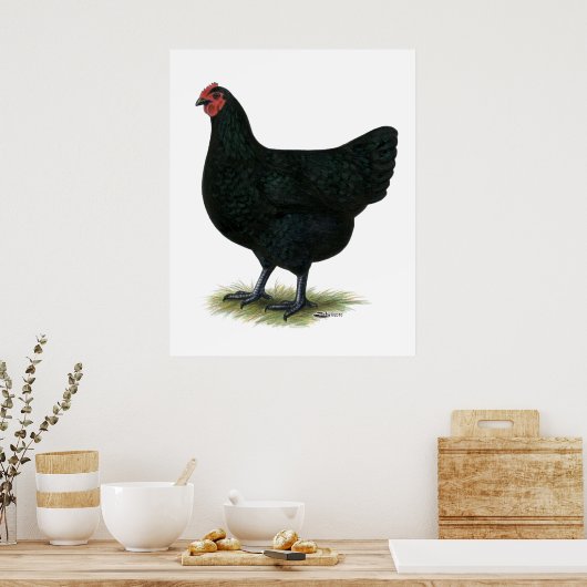 Jersey Giant: Black Hen Poster (Keuken)