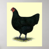 Jersey Giant: Black Hen Poster (Voorkant)