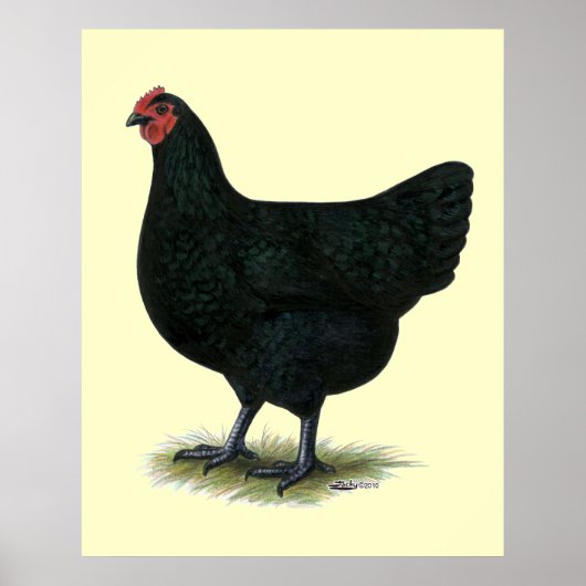 Jersey Giant: Black Hen Poster (Voorkant)