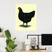 Jersey Giant: Black Hen Poster (Thuiskantoor)