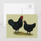 Jersey Giant Chickens Briefkaart (Voorkant / Achterkant)