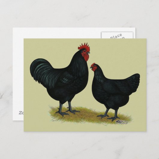 Jersey Giant Chickens Briefkaart (Voorkant / Achterkant)