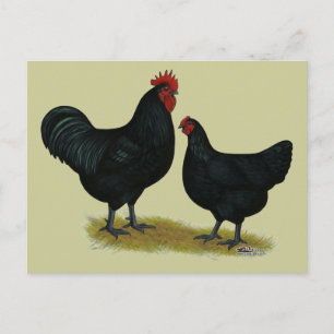 Jersey Giant Chickens Briefkaart
