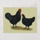 Jersey Giant Chickens Briefkaart (Voorkant)