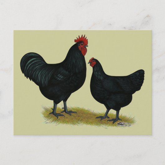 Jersey Giant Chickens Briefkaart (Voorkant)