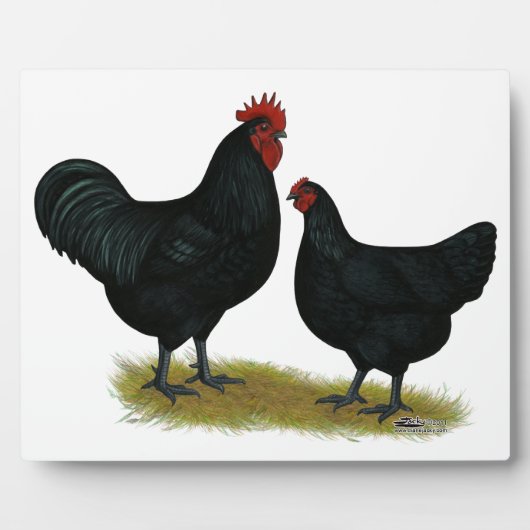 Jersey Giant Chickens Fotoplaat (Voorkant)