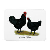 Jersey Giant Chickens Magneet (Horizontaal)