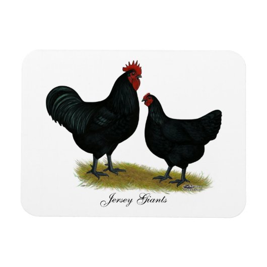 Jersey Giant Chickens Magneet (Horizontaal)