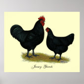 Jersey Giant Chickens Poster (Voorkant)