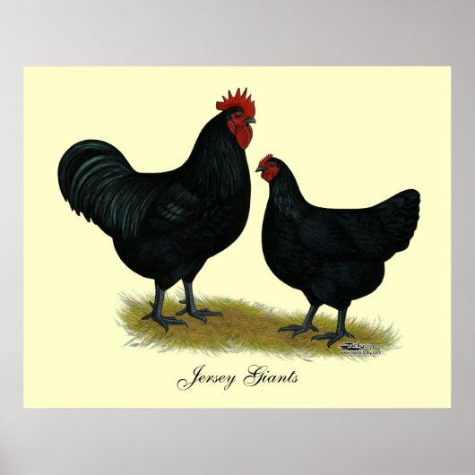 Jersey Giant Chickens Poster (Voorkant)