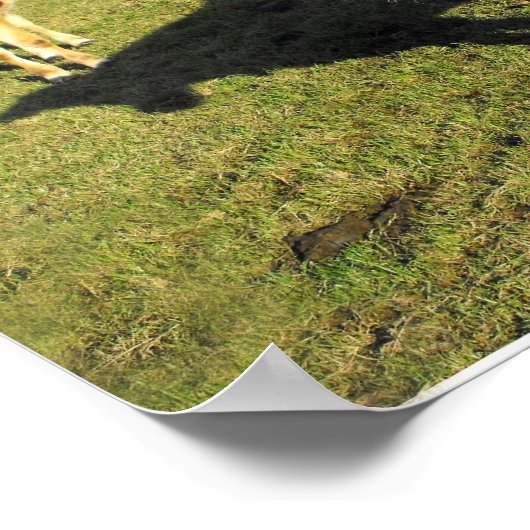 Jersey, kalveren, St. John, Jersey Poster (Hoek)