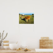 Jersey kalveren, St John, Jersey Poster (Keuken)