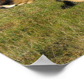 Jersey koe in Jersey Poster (Hoek)