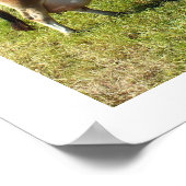 Jersey koe op de Kanaaleilanden van Jersey Poster (Hoek)