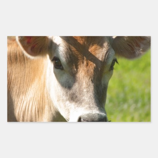 Jersey Koe Stare Rechthoekige Sticker (Voorkant)