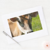 Jersey Koe Stare Rechthoekige Sticker (Envelop)