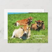 Jersey koeien boerderijdieren briefkaart (Voorkant / Achterkant)