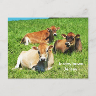 Jersey koeien boerderijdieren briefkaart