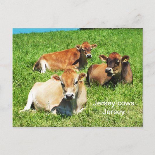 Jersey koeien boerderijdieren briefkaart (Voorkant)