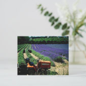 Jersey lavender boerderij, Jersey Channel Islands, Briefkaart (Staand voorkant)