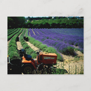 Jersey lavender boerderij, Jersey Channel Islands, Briefkaart