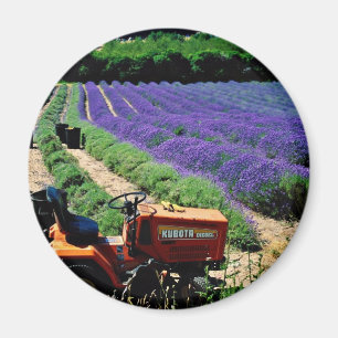 Jersey lavender boerderij, Jersey Channel Islands, Magneet