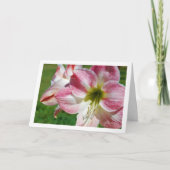 Jersey lelie Portret Kaart (Voorkant)