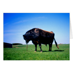 Jersey stier in Jersey, Kanaaleilanden kaart