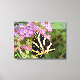Jersey Tiger Butterfly Canvas Print
