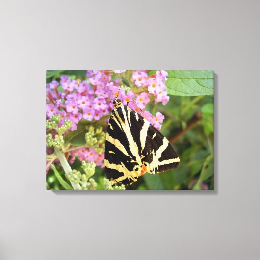 Jersey Tiger Butterfly Canvas Print (Voorkant)