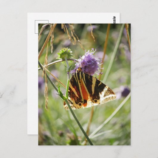 Jersey Tiger Moth Briefkaart (Voorkant / Achterkant)