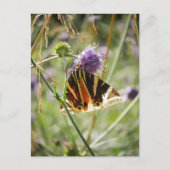 Jersey Tiger Moth Briefkaart (Voorkant)