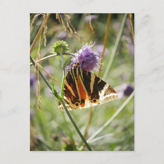 Jersey Tiger Moth Briefkaart (Voorkant)