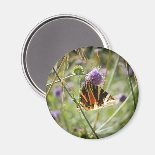 Jersey Tiger Moth Magnet (Voorkant / Achterkant)