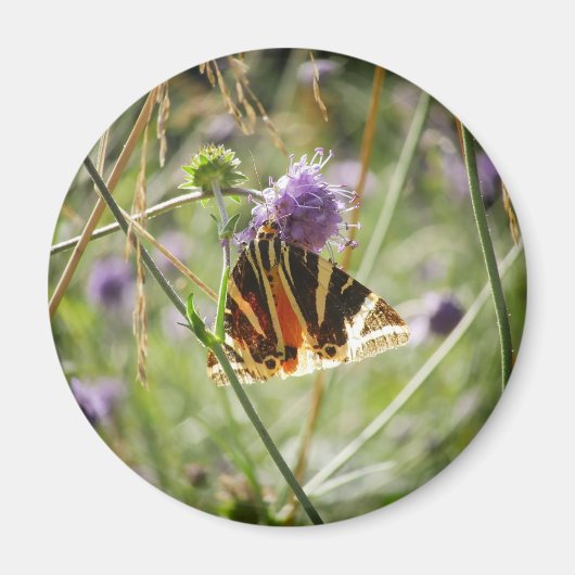 Jersey Tiger Moth Magnet (Voorkant)