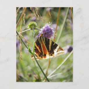 Jersey Tiger Moth Magnet Briefkaart