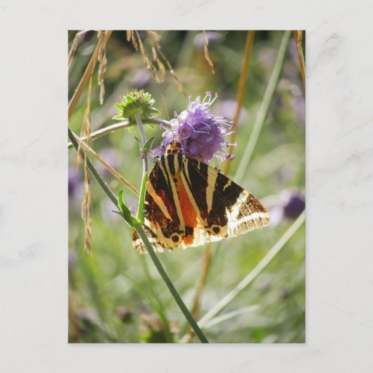 Jersey Tiger Moth Magnet Briefkaart (Voorkant)