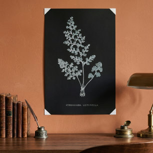 Jersey varen, Anogramma leptophylla Poster