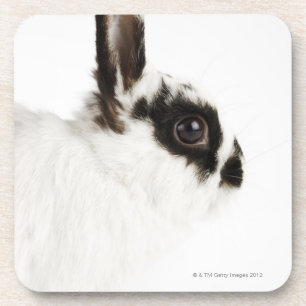 Jersey Wooly Rabbit Drankjes Onderzetter