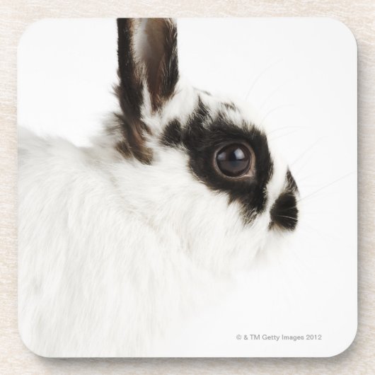 Jersey Wooly Rabbit Drankjes Onderzetter (Voorkant)