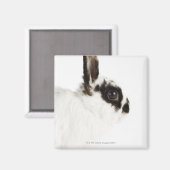 Jersey Wooly Rabbit Magneet (Voorkant / Achterkant)