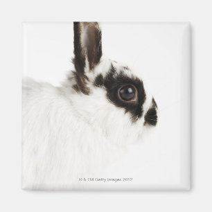 Jersey Wooly Rabbit Magneet