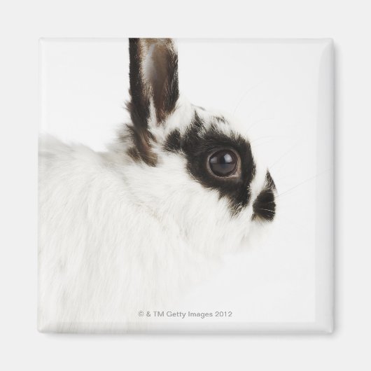 Jersey Wooly Rabbit Magneet (Voorkant)