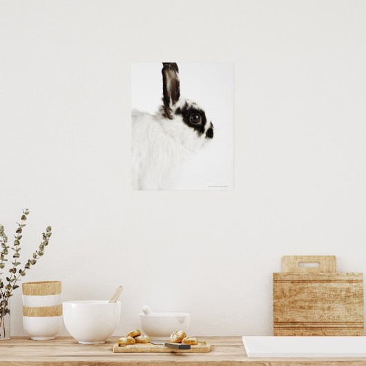 Jersey Wooly Rabbit Poster (Keuken)