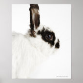Jersey Wooly Rabbit Poster (Voorkant)
