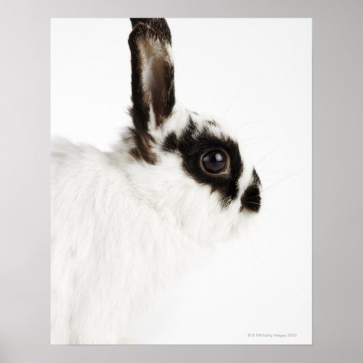 Jersey Wooly Rabbit Poster (Voorkant)
